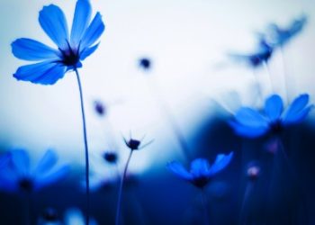 Tonari no Youkai-san ED Theme – Iro no Naka / Aoi Kubo [FLAC]