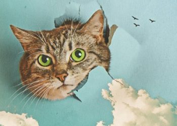 Koneko no Chi: Ponponraa Natsuyasumi OP – Kokoro Makase (feat. kopi / kobasolo [FLAC]