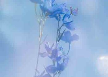 sekai 1st Mini Album – enigma [FLAC + MP3]